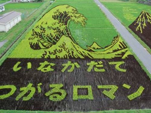 Campos de arroz 007